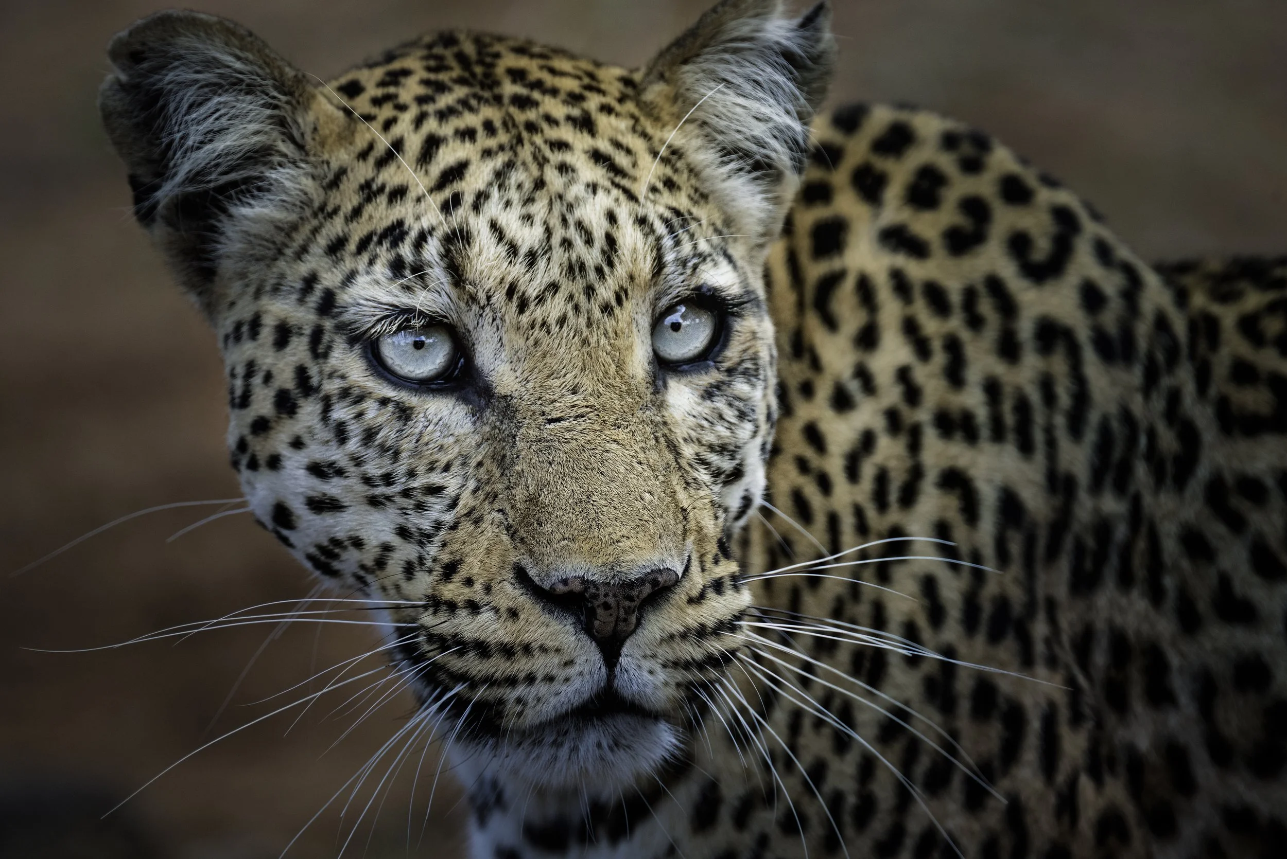 2025_BOTSWANA_CHOBE NATIONAL PARK_LEOPARD_FEMALE LEOPARD_BC-8-Edit.jpg
