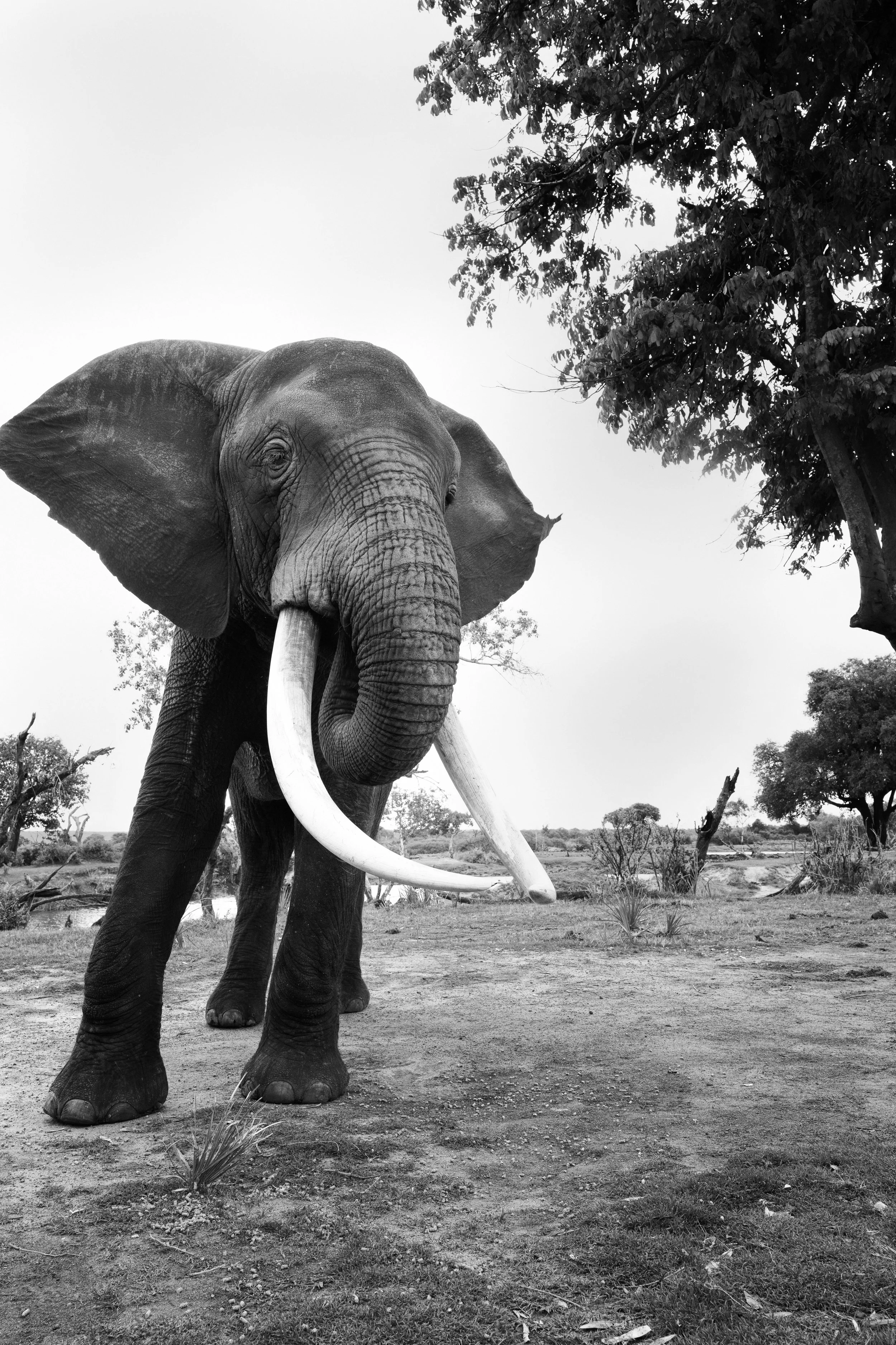 2025_LIVINGSTON SOUTH AFRICA_AFRICAN ELEPHANT_BC-41.jpg