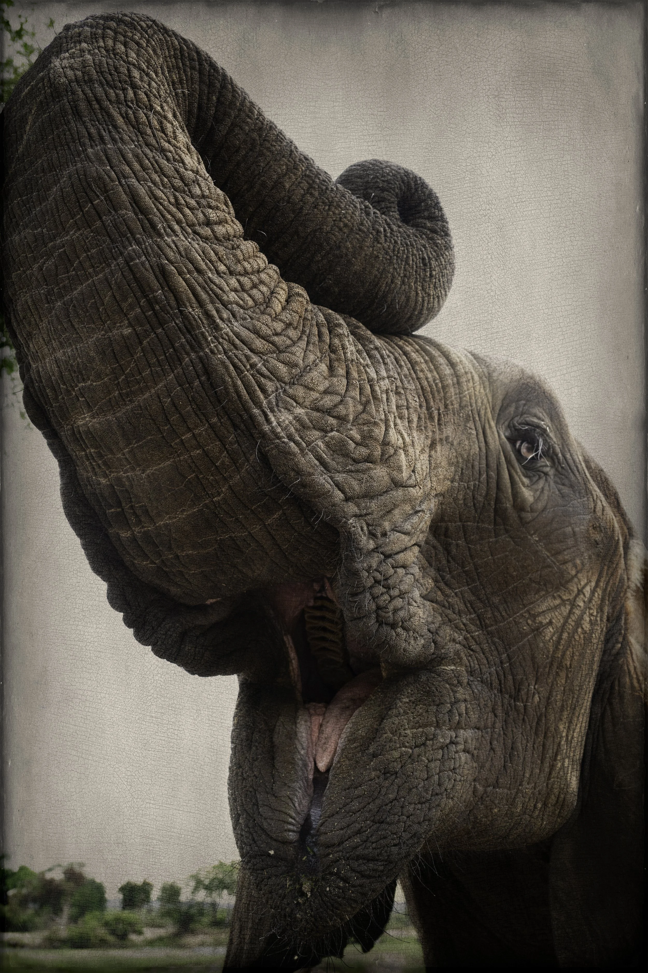 2025_LIVINGSTON SOUTH AFRICA_AFRICAN ELEPHANT_BC-24-Edit.jpg