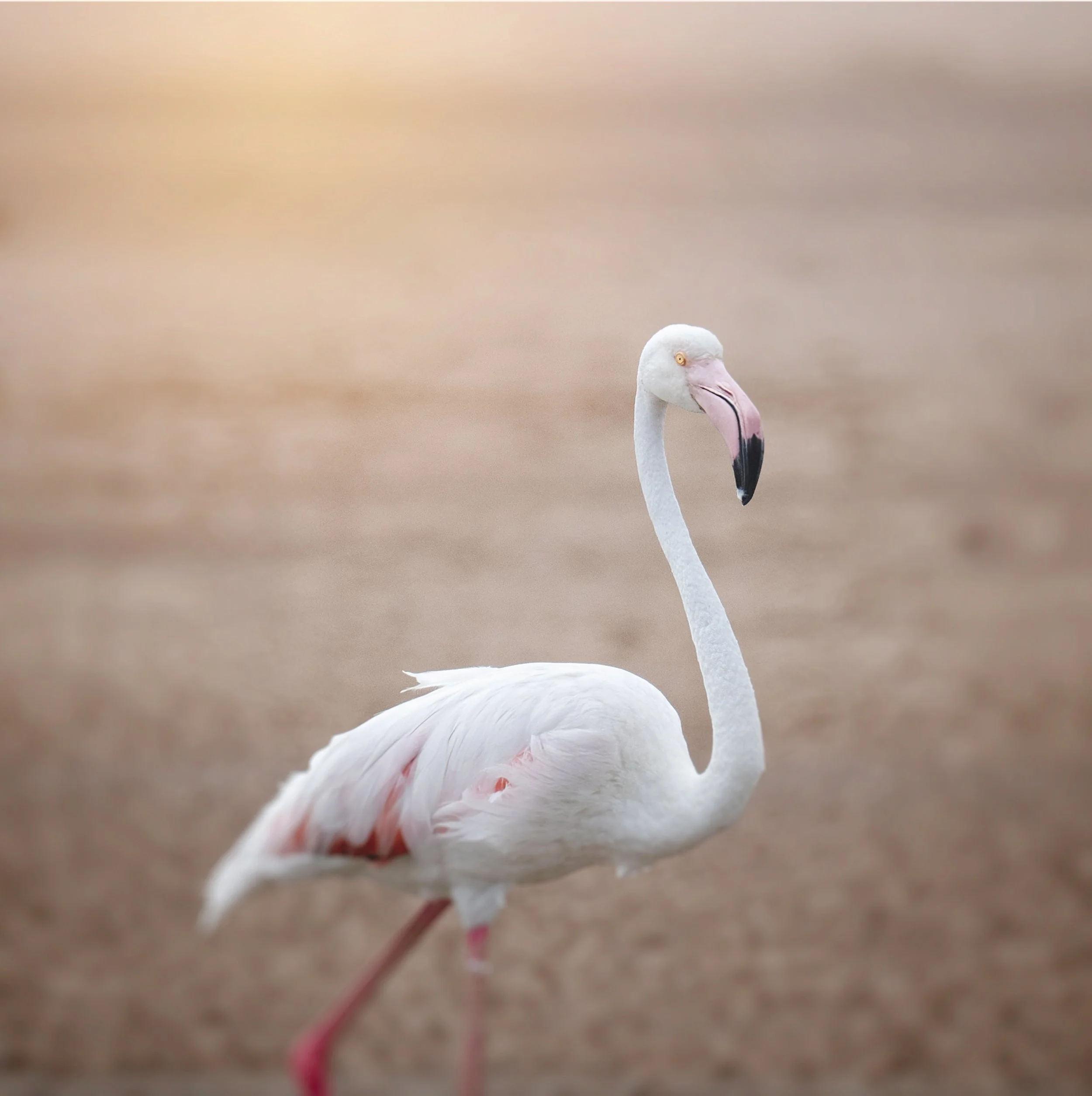 2025_NAMIBIA_SKELETON COAST_FLAMBOYANCE_FLAMINGO_BC-46.jpg