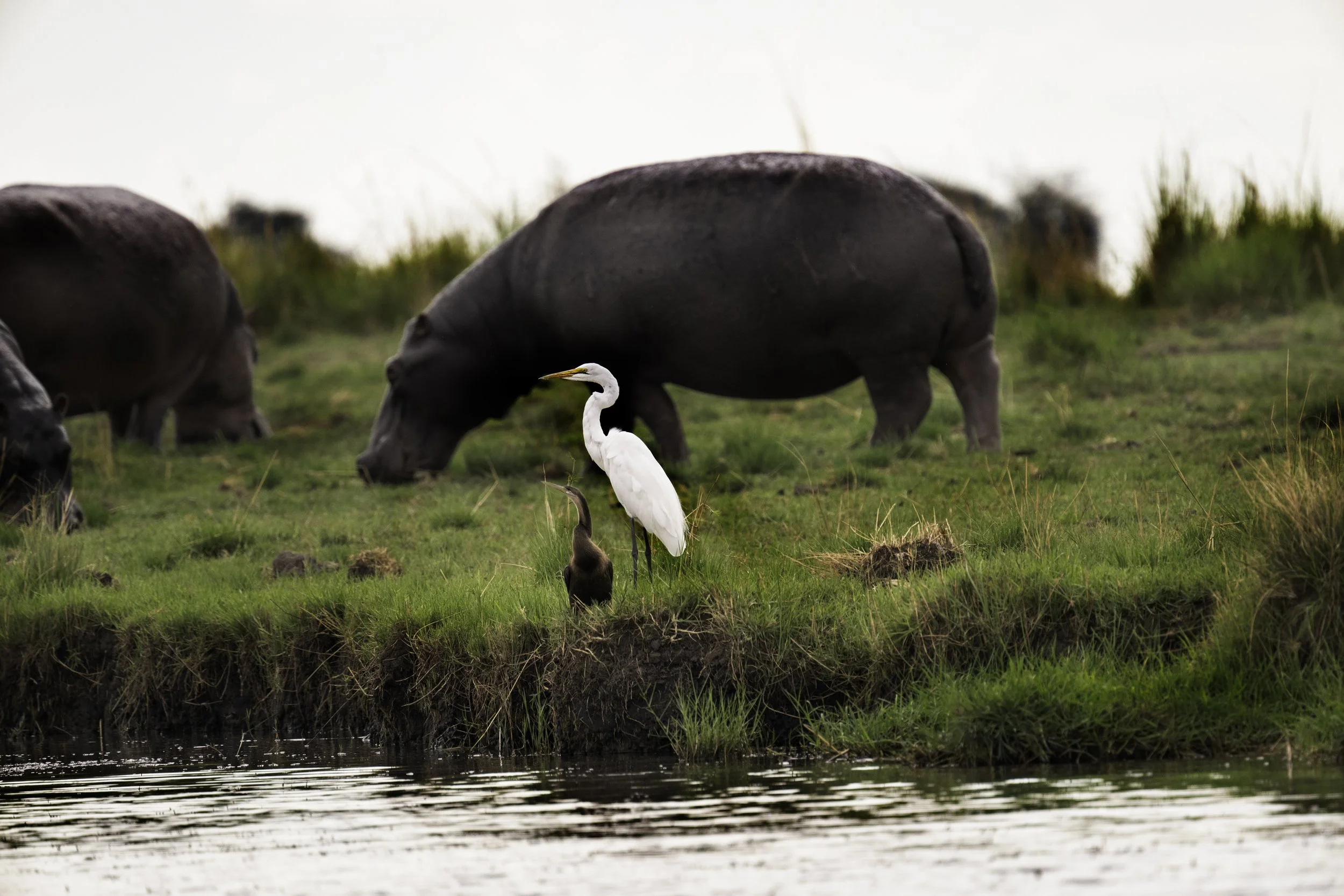 2025_AFRICA_BCANTRELL_NIKON_60.jpg