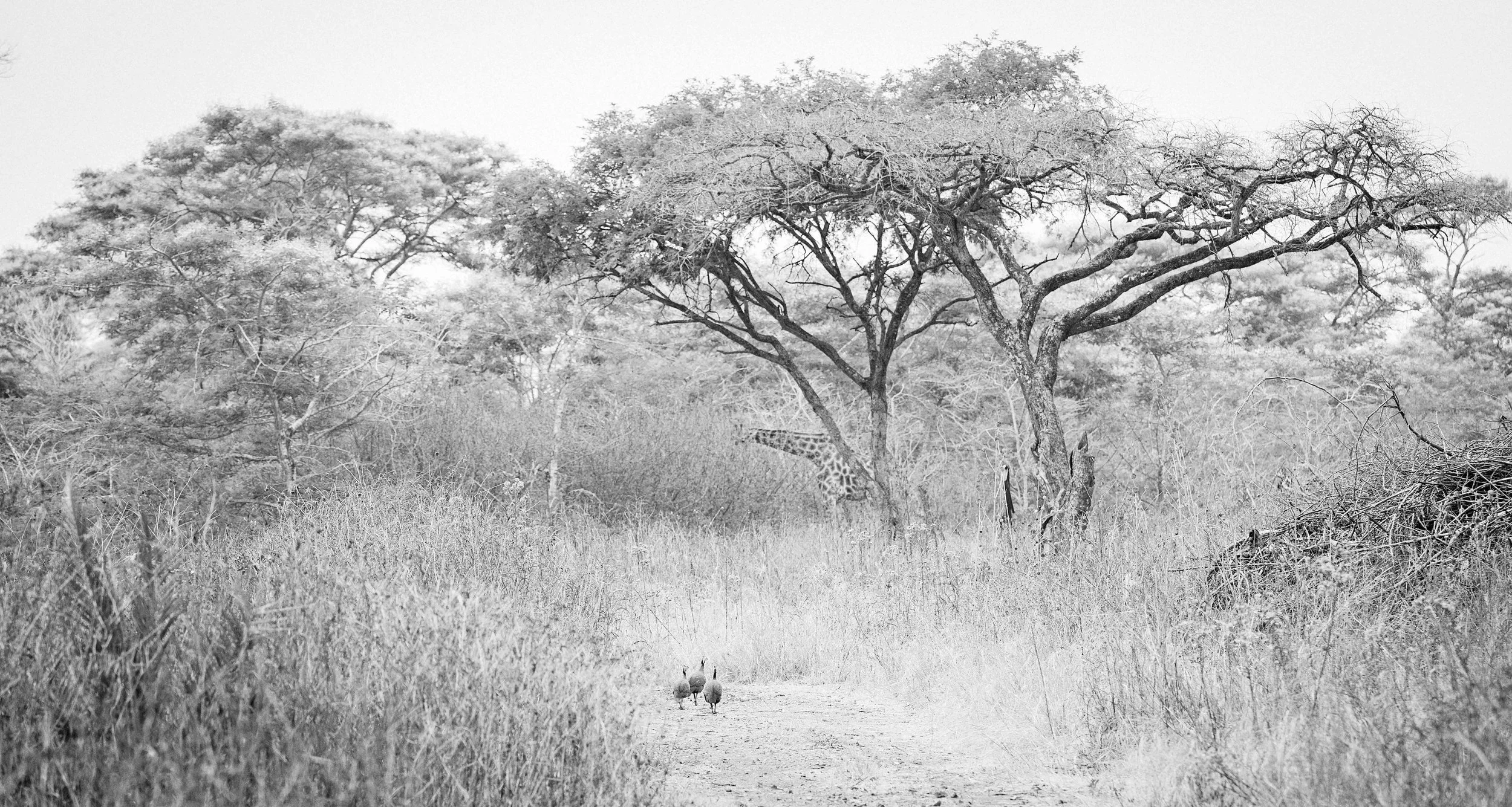 2025_SOUTH AFRICA_ZAMBIA_MASAI GIRAFFE_BC-4.jpg