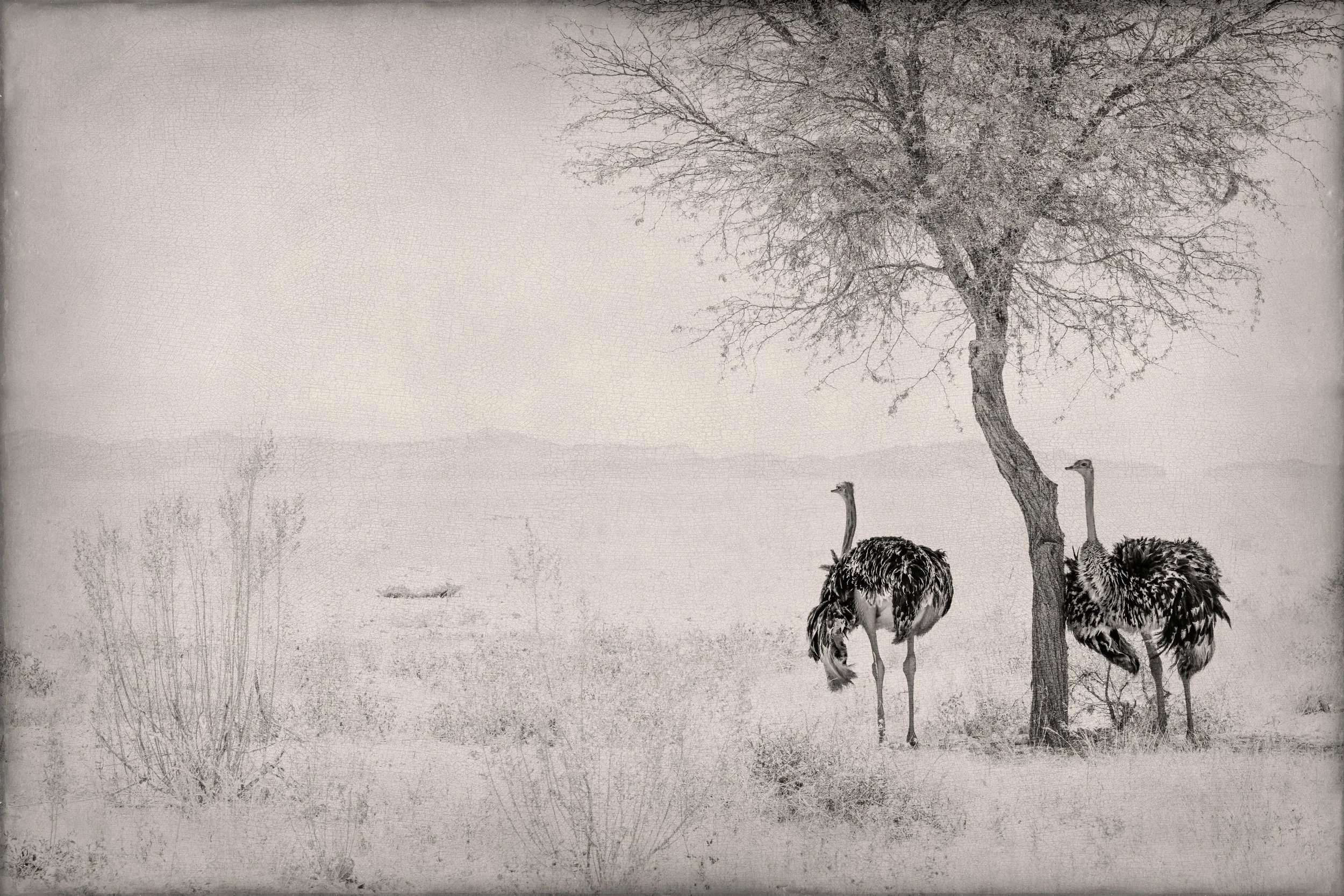 2025_NAMIBIA_KALAHARI_KALAHARI DESERT_BIRD_OSTRICH_BC-7.jpg