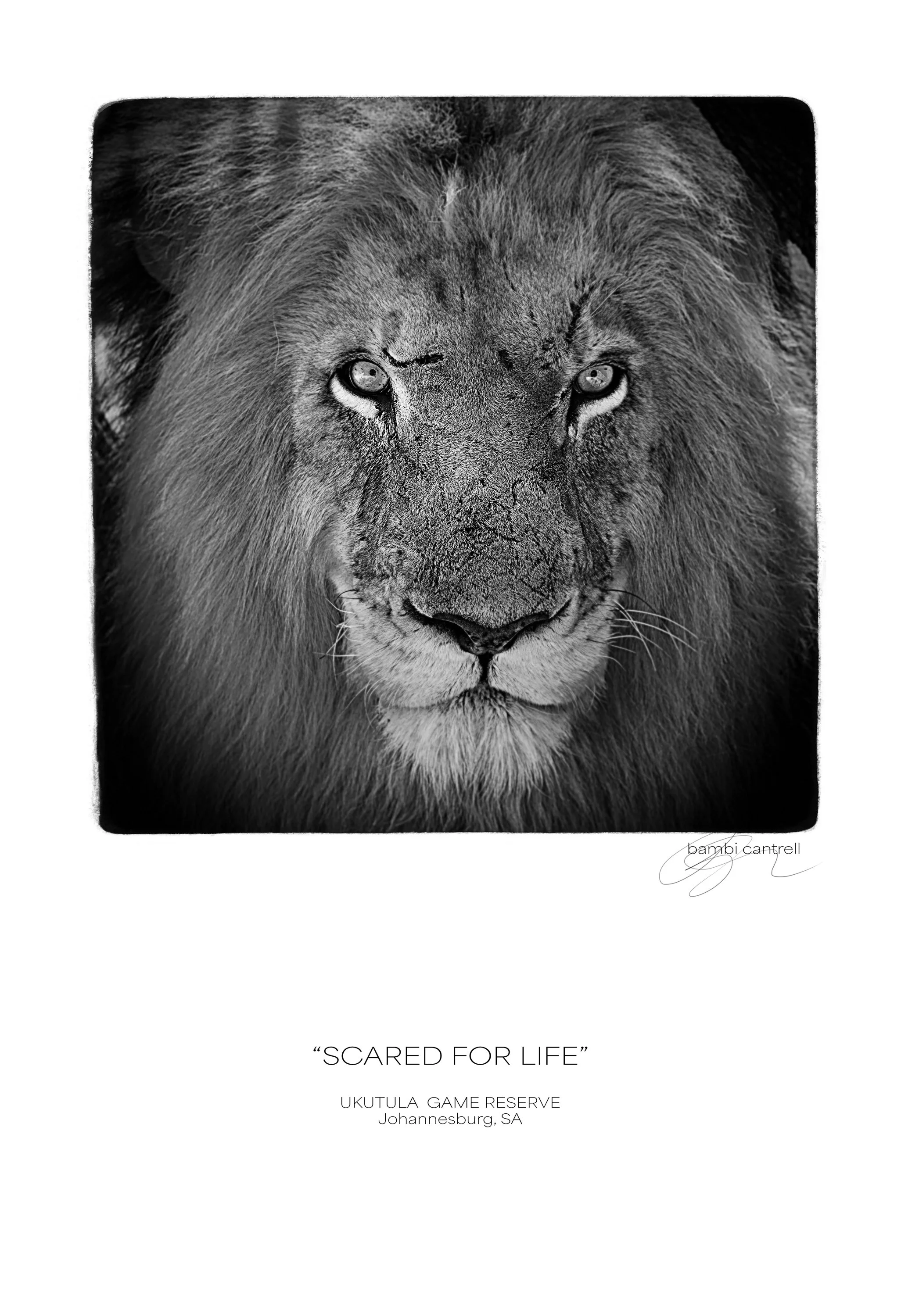 scarred for life.jpg