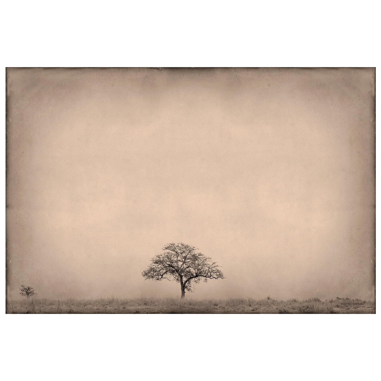 "Tree of Life"