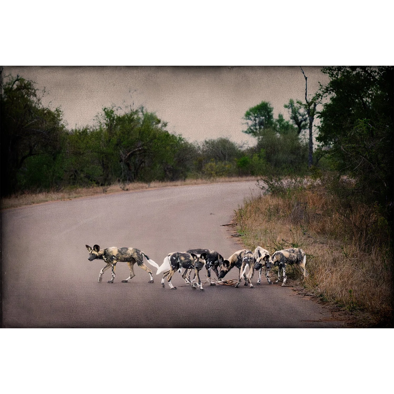 "The Wild Dogs of Africa"