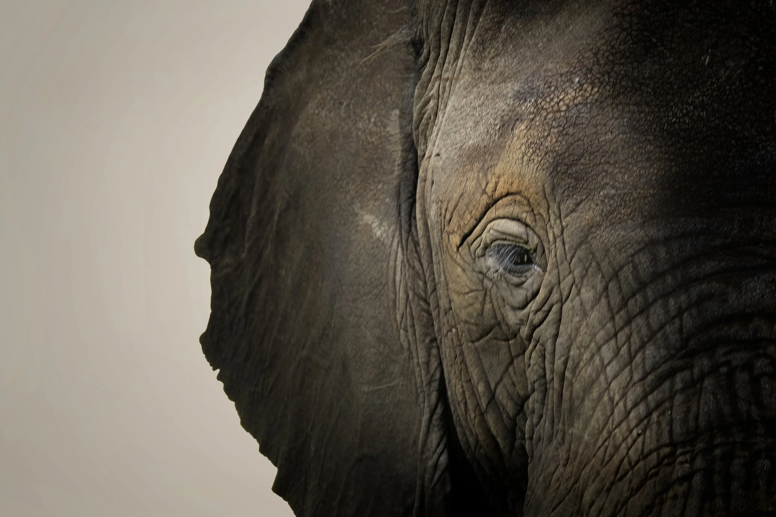 2025_LIVINGSTON SOUTH AFRICA_AFRICAN ELEPHANT_BC-66-Edit.jpg