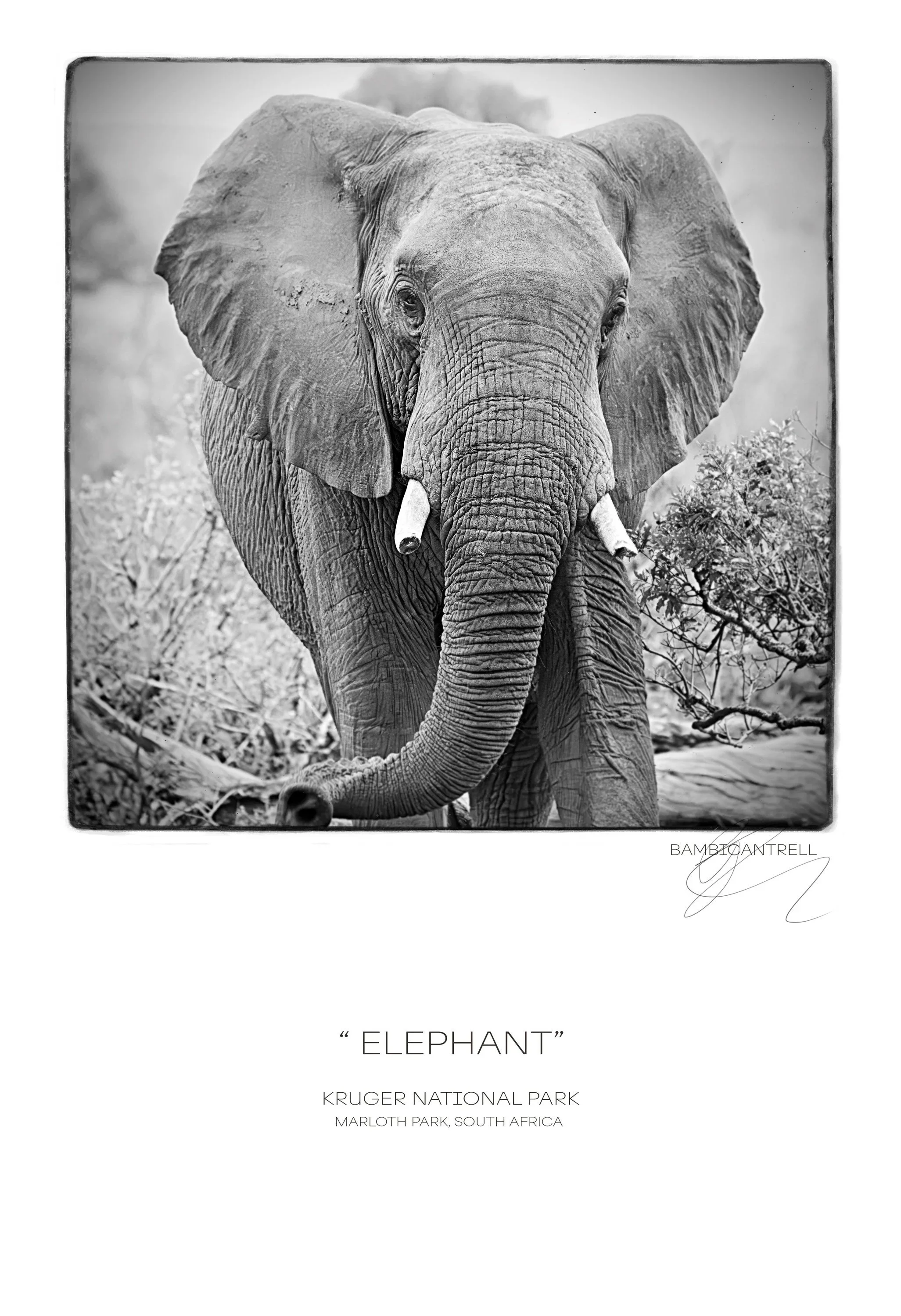 ELEPHANT1_1.jpg