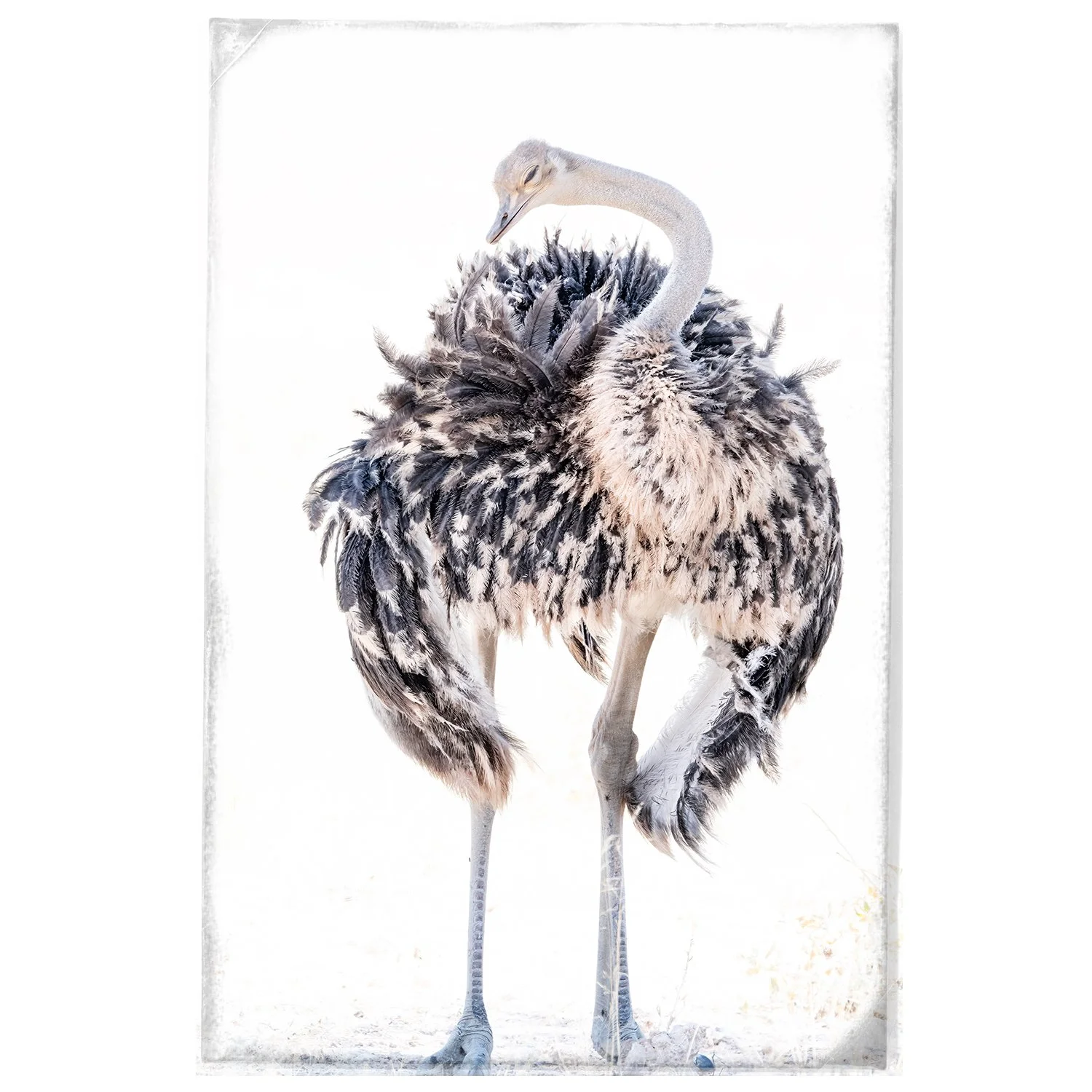 ""Birds of a Feather"