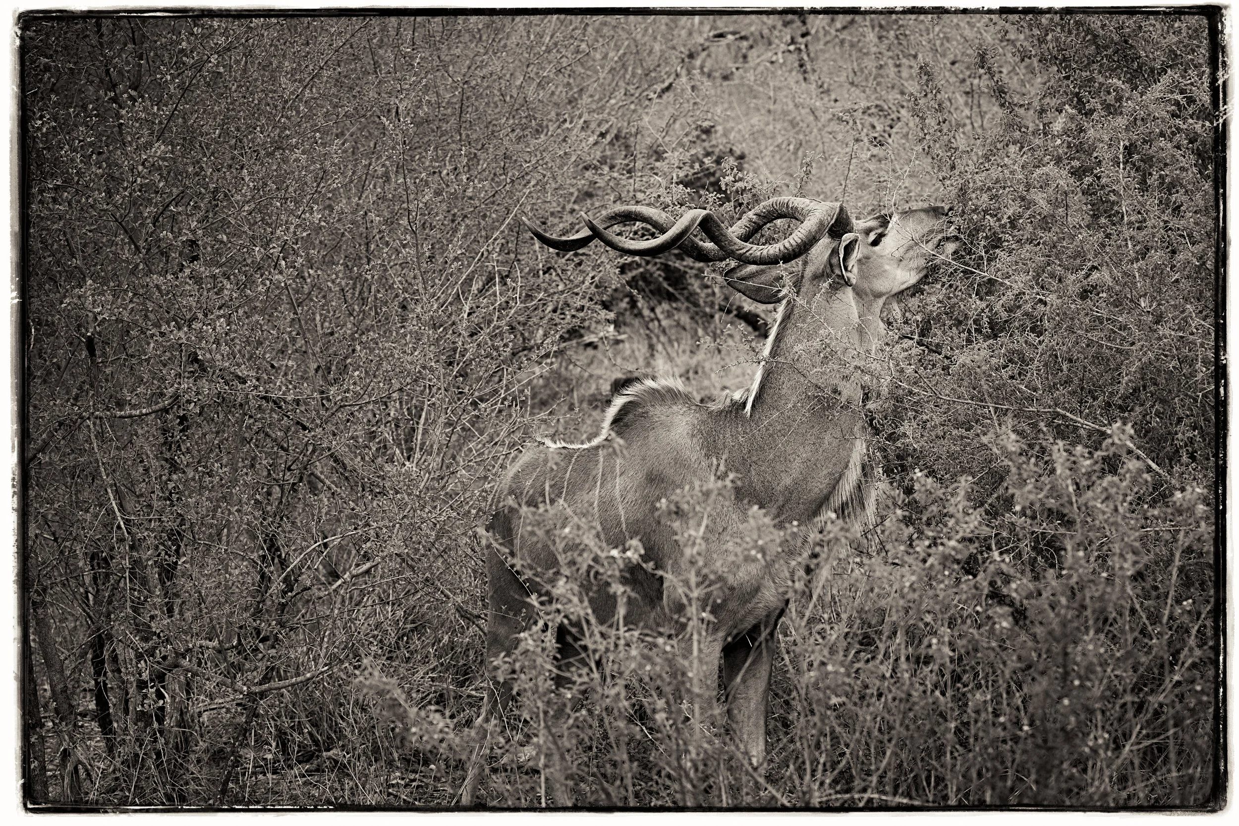 2025_AFRICA_KRUGER NATIONAL PARK_ANIMAL_ANTELOPE_KUDU_BC-1.jpg