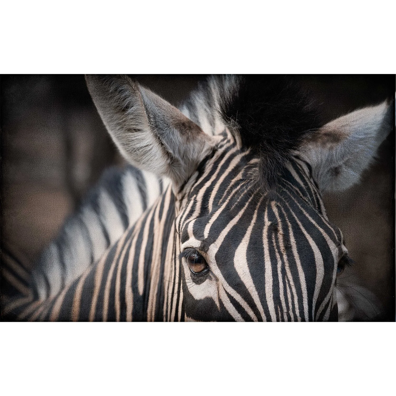 "Zebra #2"