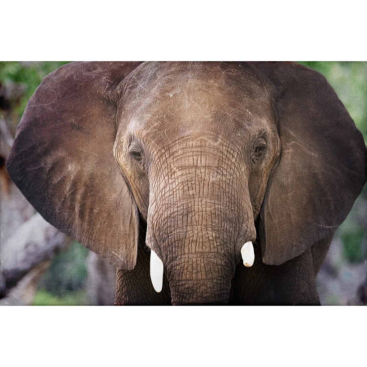 "Elephant"