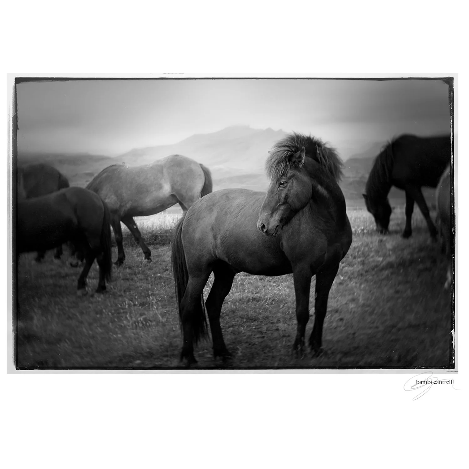 misty mornings55.jpg