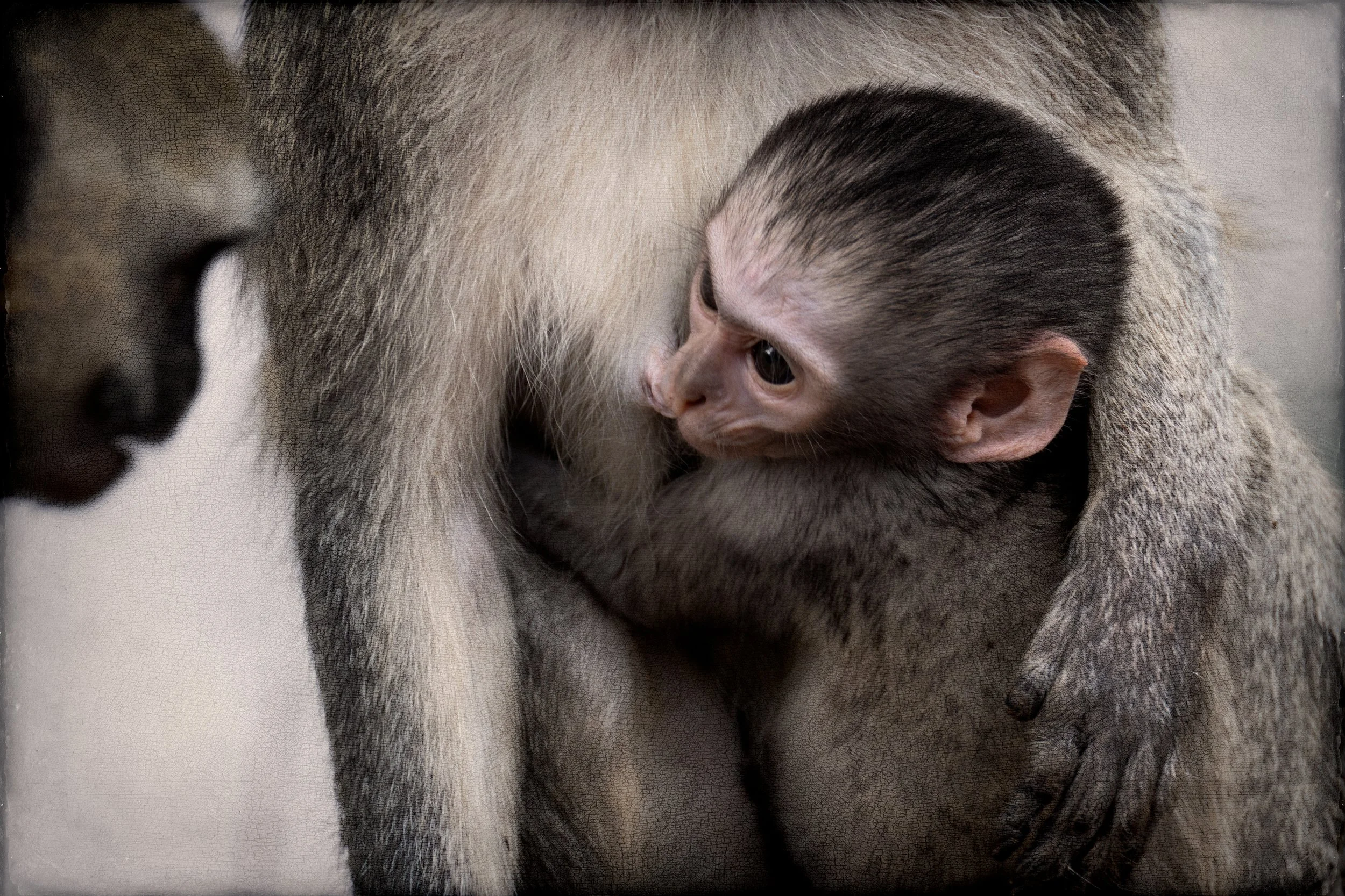 2025_AFRICA_KRUGER NATIONAL PARK_ANIMAL_MONKEY_VERVET MONKEY_BC-6.jpg