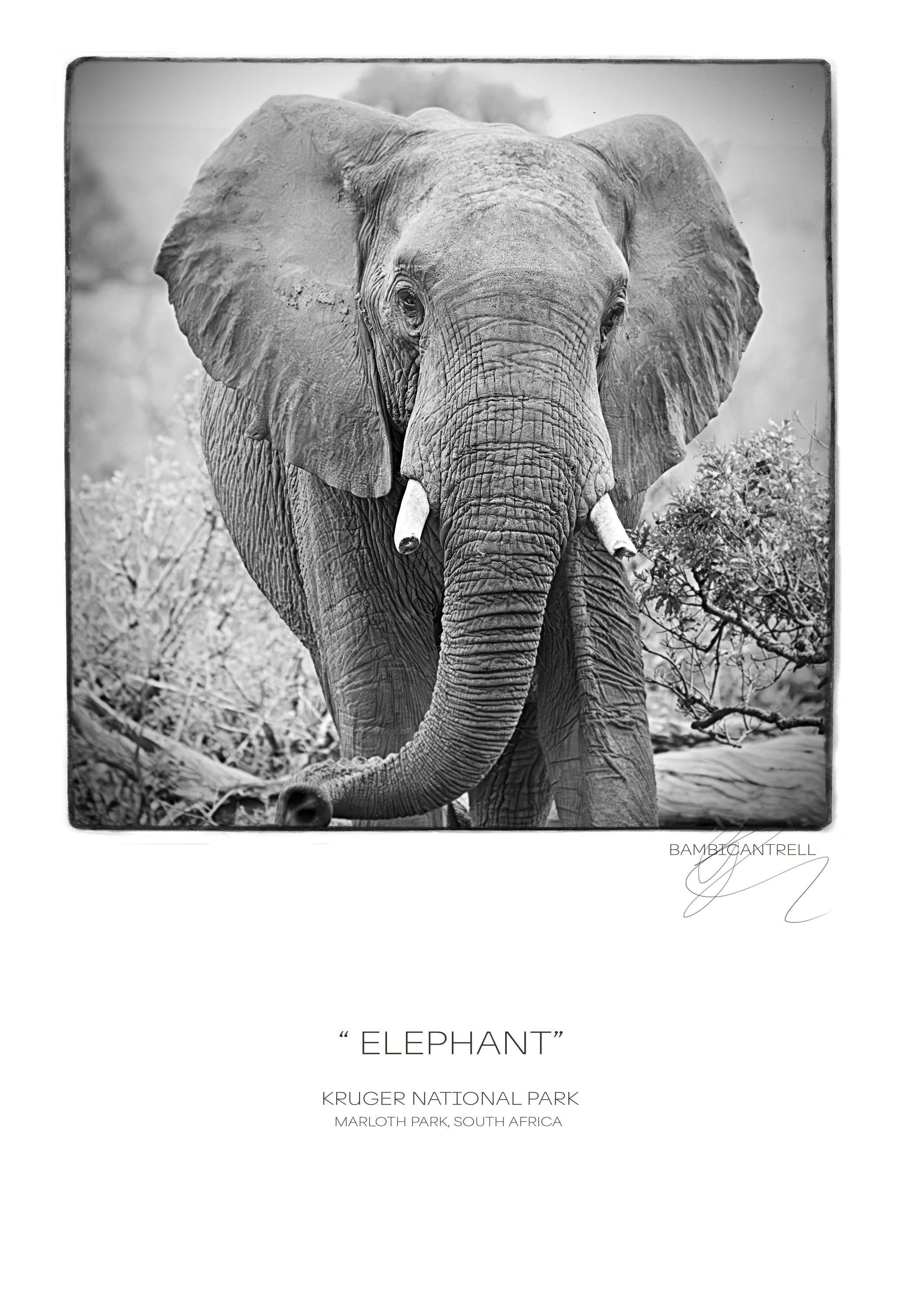 Elephant"