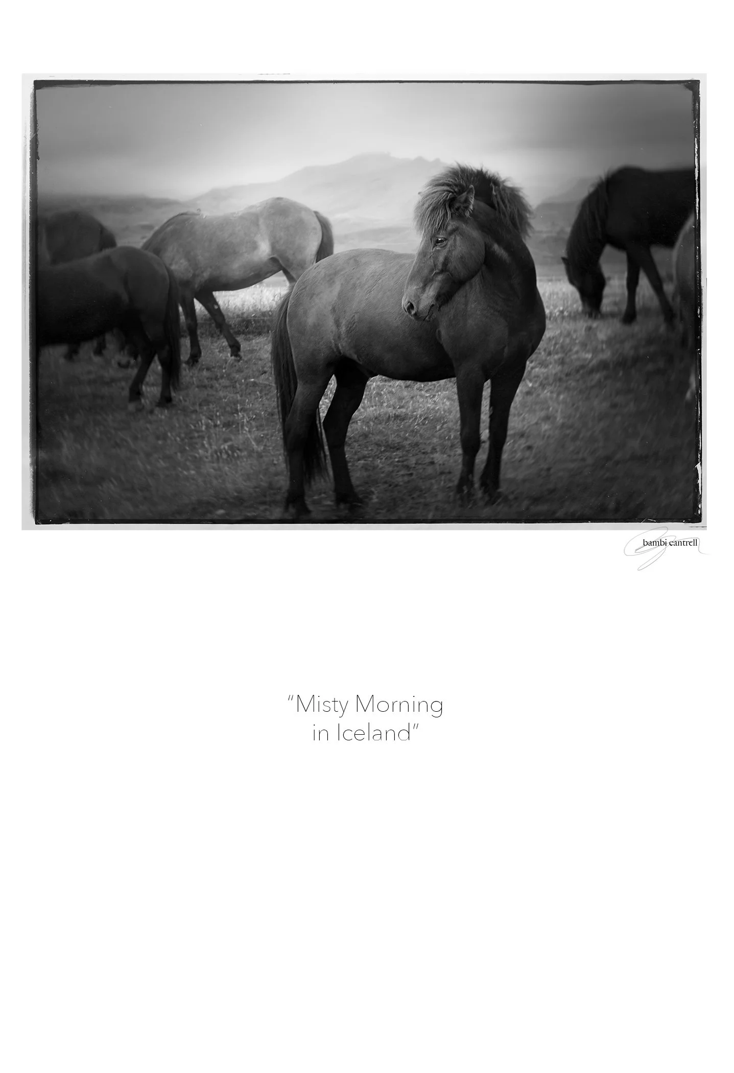 mistymornings1 2copy.jpg