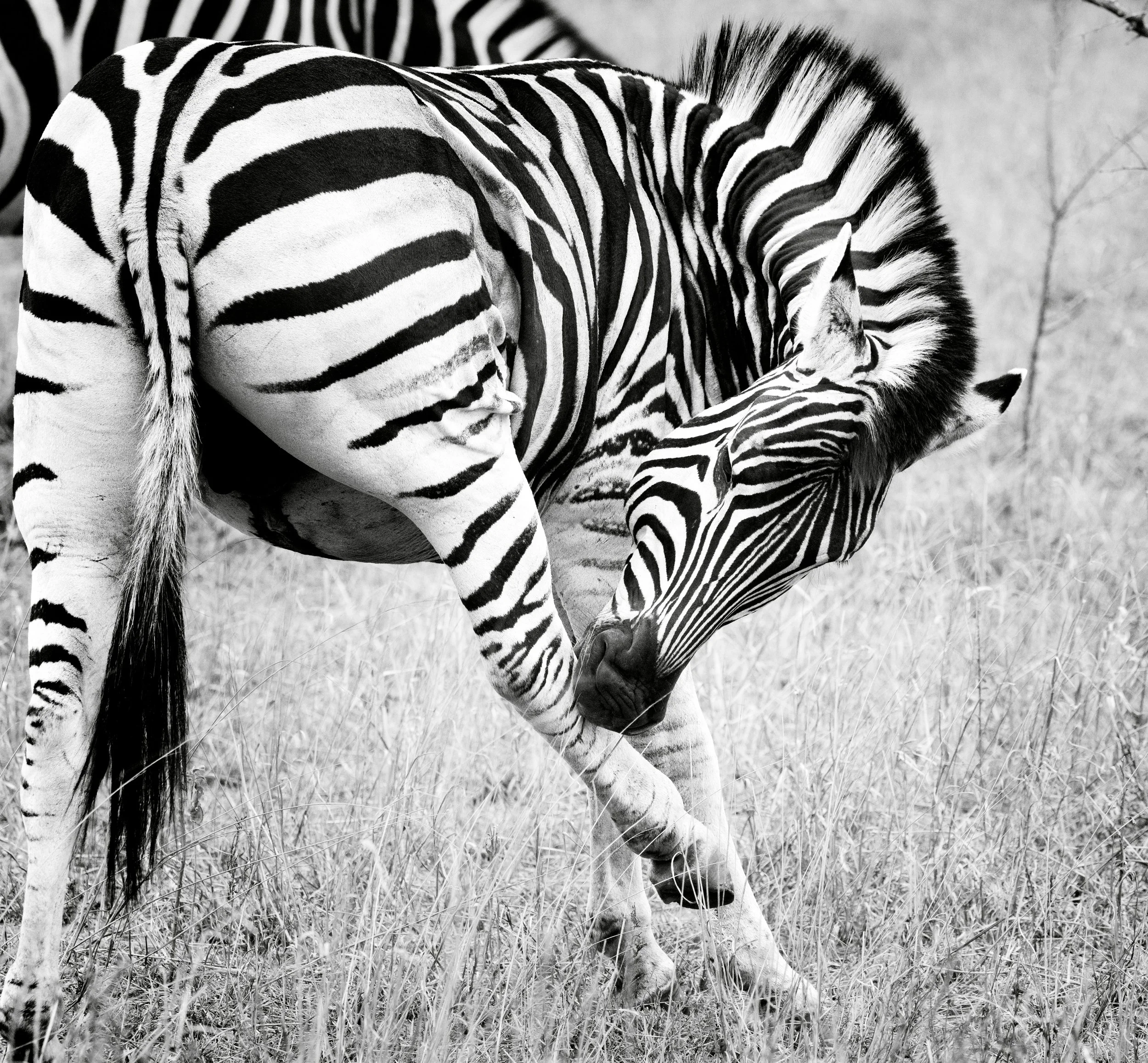 2025_AFRICA_KRUGER NATIONAL PARK_ZEBRA_BC-3_1.jpg