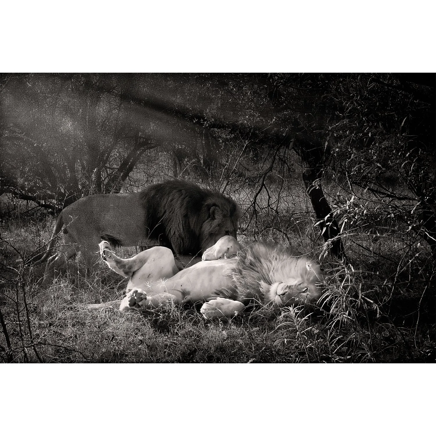 "A Lazy Day in the Bush"