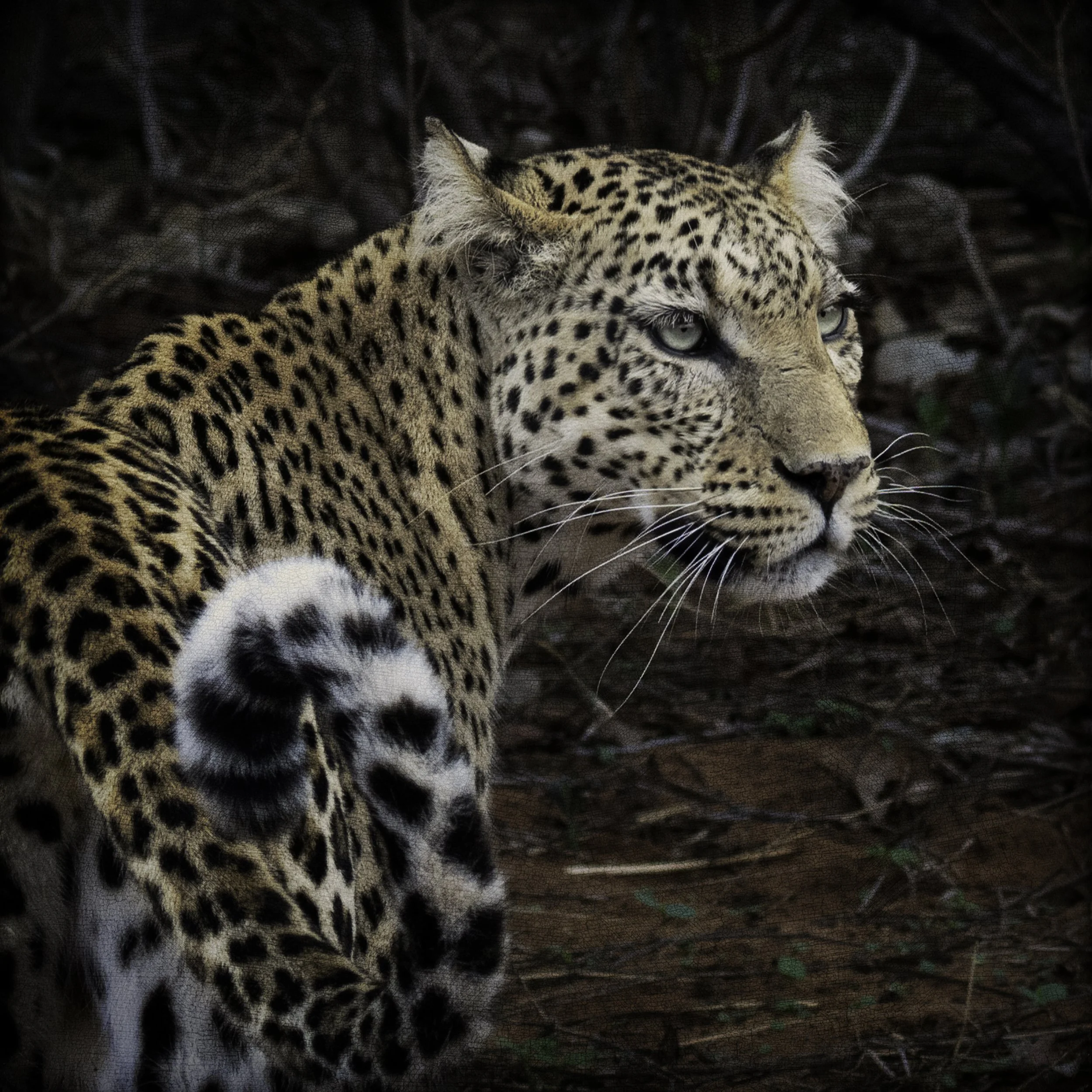 2025_BOTSWANA_CHOBE NATIONAL PARK_LEOPARD_FEMALE LEOPARD_BC-7-Edit.jpg