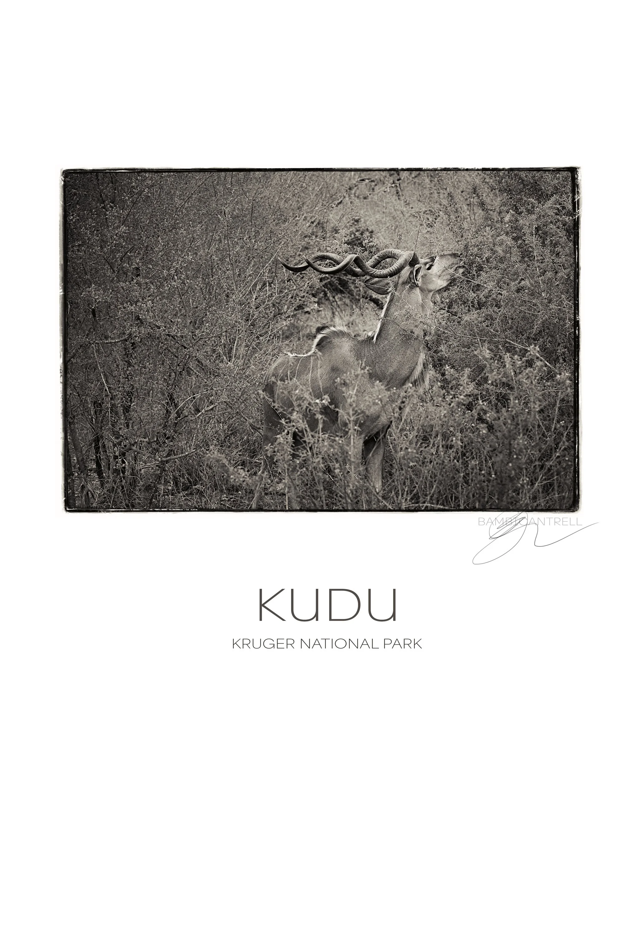 "Kudu"