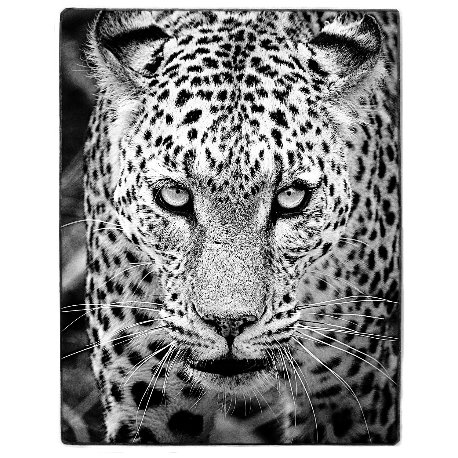"Spotted"