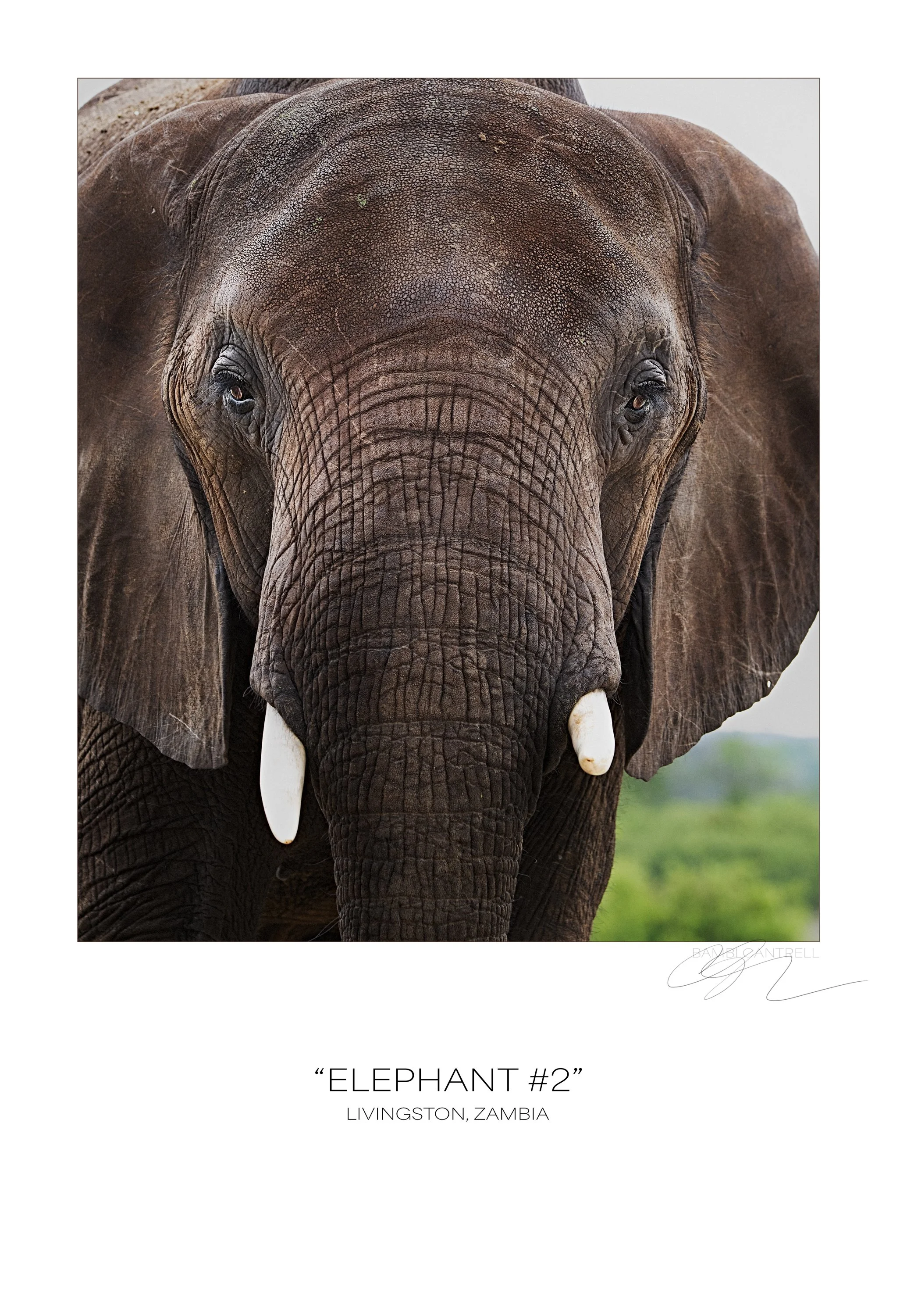 "Elephant #2"