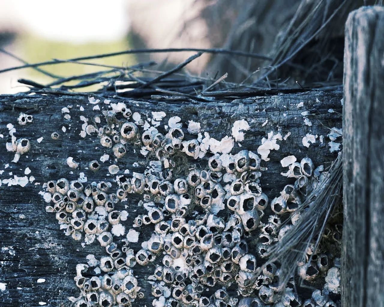 Barnacles This is one of my ongoing studio projects that started (and continues) with my sketches of the 1000+ species of marine barnacles. I then sketch them three dimensionally using paper, fiber, clay and sometimes metal. My work creating these barnacles is a meditation above all. It is also a study of adhesion (cement glands), shallow waters, the sense of touch, dwellings, and more. It's inspired by my childhood spent on East Island where I found barnacles on ordinary and surprising surfaces. 