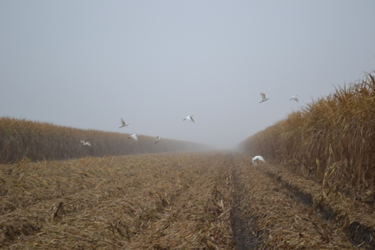 DSC_0295-CANE+FIELD+BIRDS.jpeg