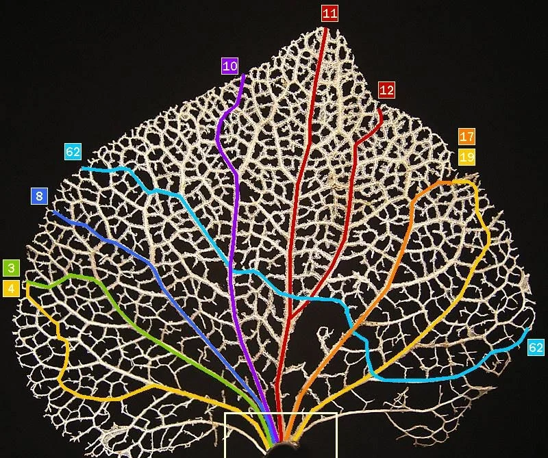 connectedness.jpeg
