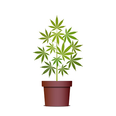 Breaking the Grass Ceiling: Marijuana Laws - Morris Bart, LLC