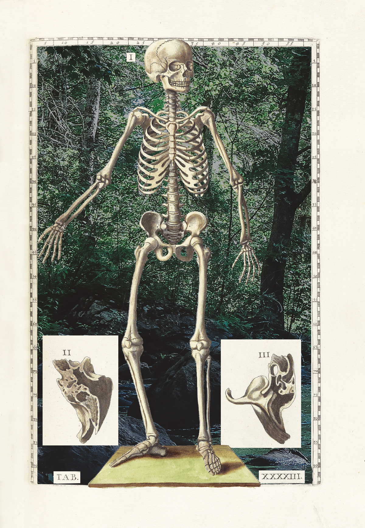 Skeleton-Rutland.png