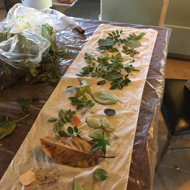 Leaves laid out on silk fabric.
