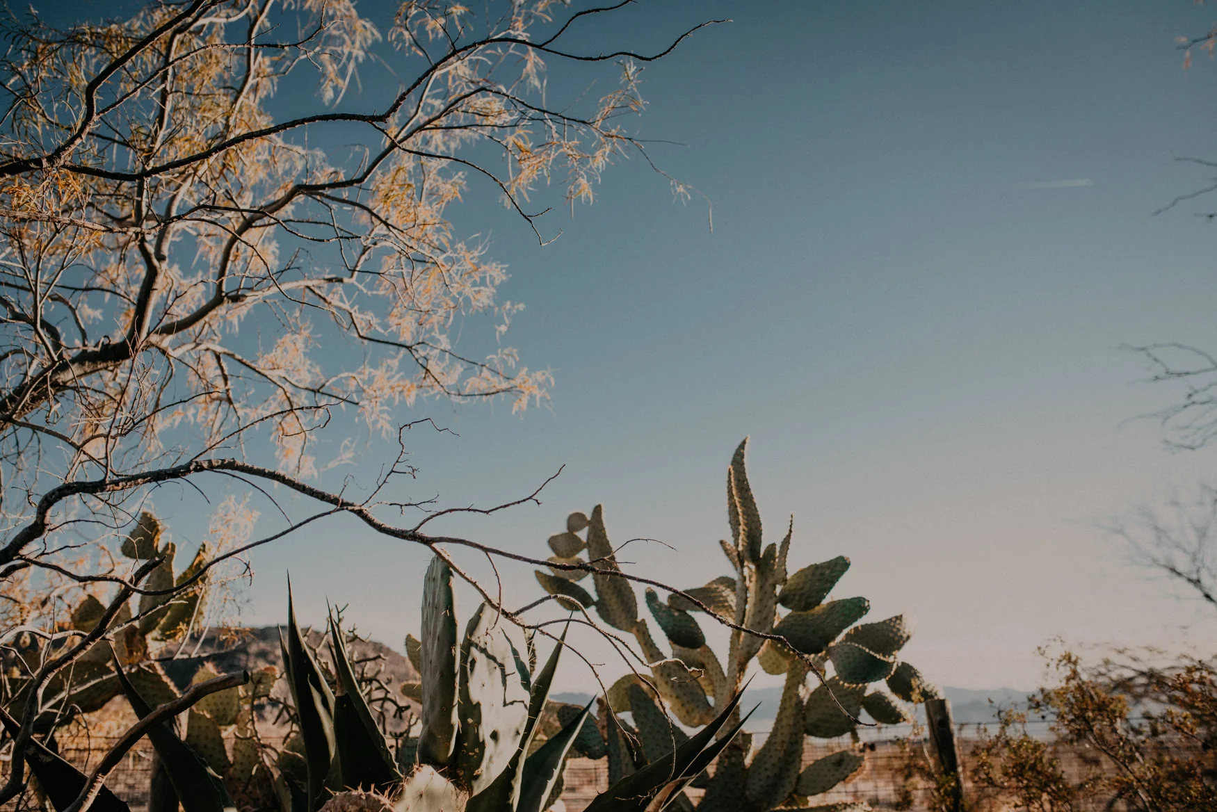 joshuatree-1.jpg