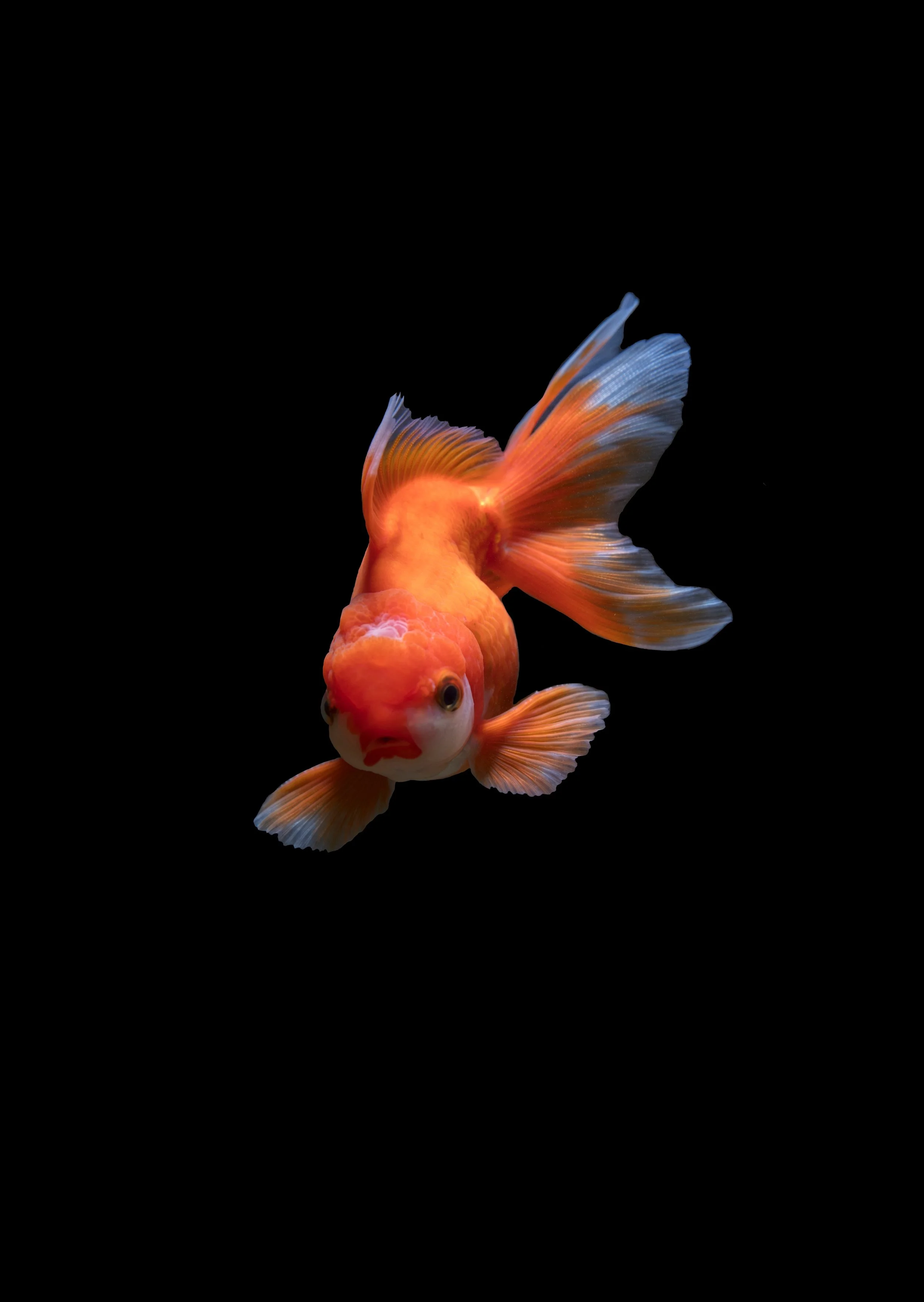 Gold Fish.jpg