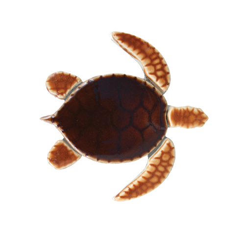 Brown Baby Sea Turtle