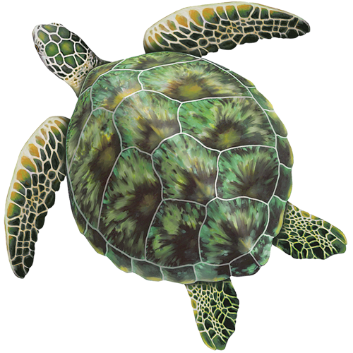 Green Sea Turtle