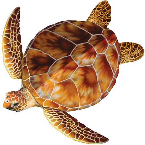 Loggerhead Turtle