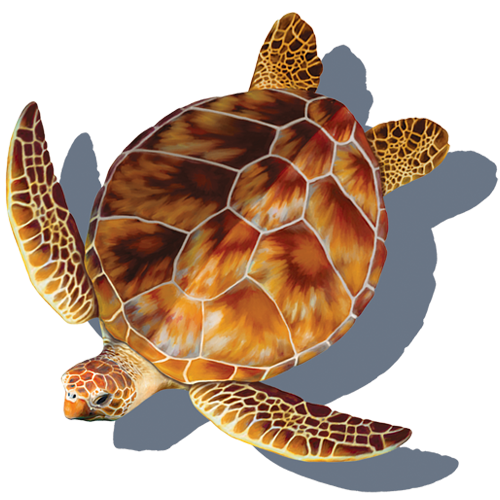 Loggerhead Turtle w/sh