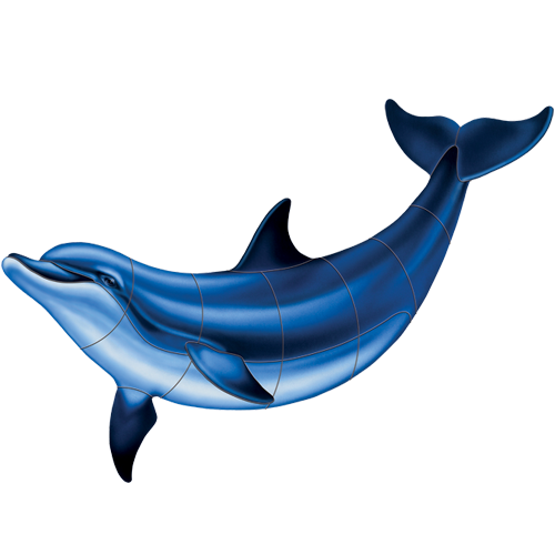 Bottlenose Dolphin B