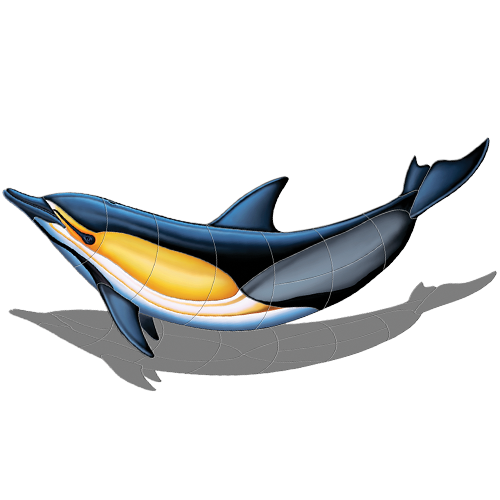 Common Dolphin B w/sh