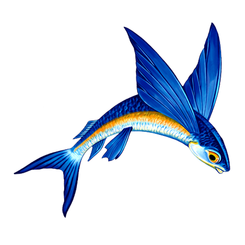 Flying Fish A