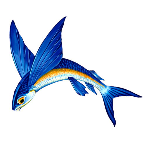 Flying Fish A Reverse