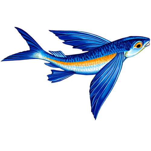 Flying Fish B