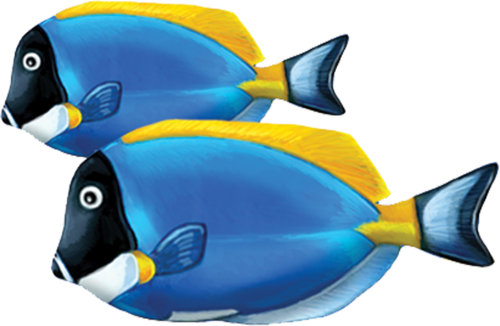 Powder Blue Tang Double