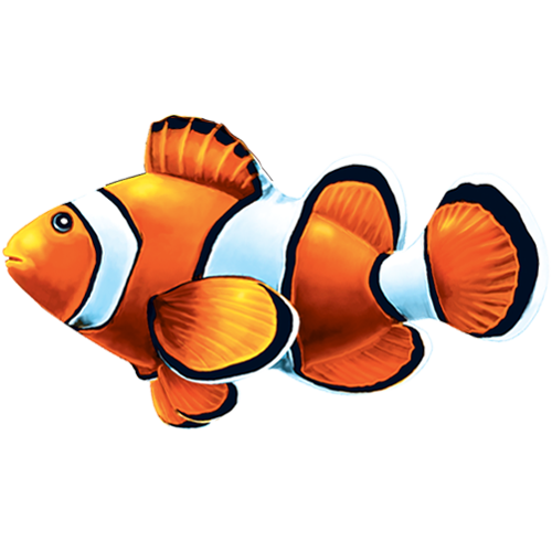 Clown Fish