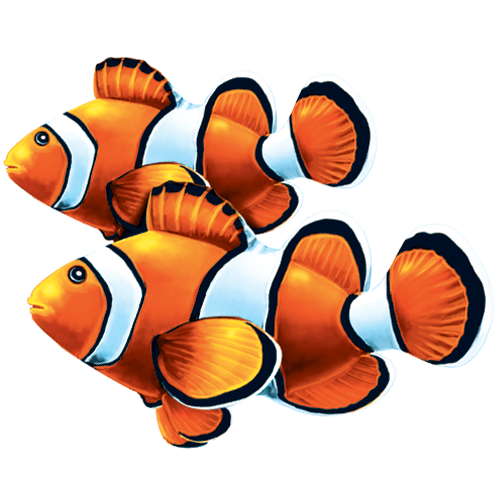 Clown Fish Double