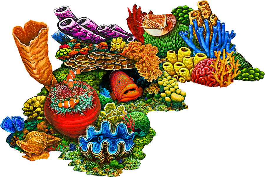 Coral Reef C