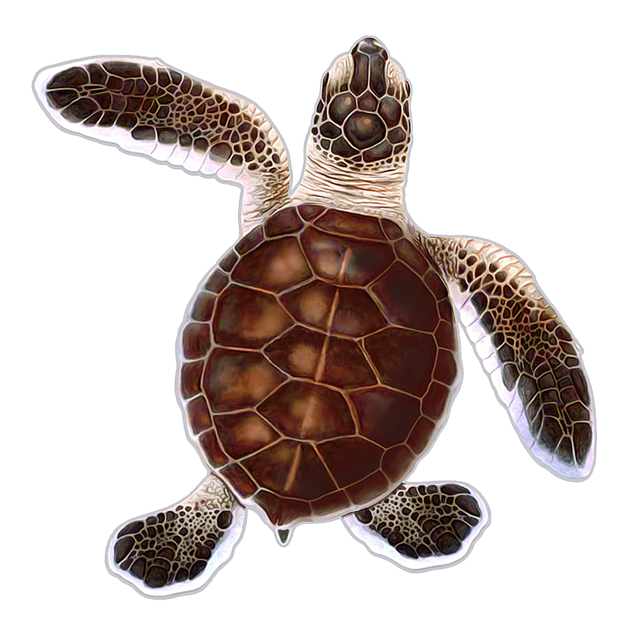 Turtle Hatchling B - Brown