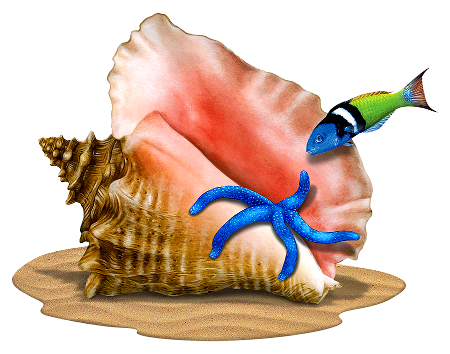 Conch with Critters