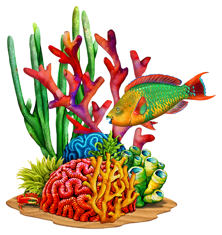 Coral with Parrot Fish